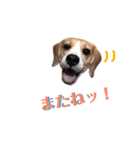 ビーグル犬BECK③（個別スタンプ：23）