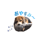 ビーグル犬BECK③（個別スタンプ：24）
