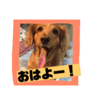 ロンちゃんすたんぷたち（個別スタンプ：1）