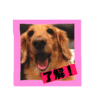 ロンちゃんすたんぷたち（個別スタンプ：3）
