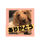 ロンちゃんすたんぷたち（個別スタンプ：4）