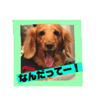 ロンちゃんすたんぷたち（個別スタンプ：5）