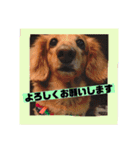 ロンちゃんすたんぷたち（個別スタンプ：6）