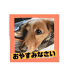 ロンちゃんすたんぷたち（個別スタンプ：8）