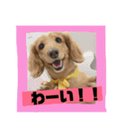 ロンちゃんすたんぷたち（個別スタンプ：9）