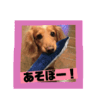 ロンちゃんすたんぷたち（個別スタンプ：11）