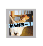 ロンちゃんすたんぷたち（個別スタンプ：14）