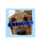 ロンちゃんすたんぷたち（個別スタンプ：19）
