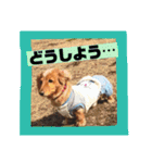 ロンちゃんすたんぷたち（個別スタンプ：21）