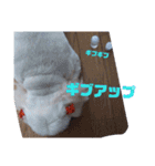 ひなぴの言葉（個別スタンプ：16）