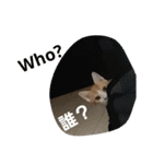 猫のチャオちゃん (My-Chao)（個別スタンプ：3）