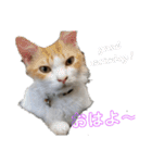 猫のチャオちゃん (My-Chao)（個別スタンプ：5）