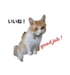 猫のチャオちゃん (My-Chao)（個別スタンプ：9）