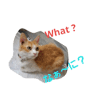 猫のチャオちゃん (My-Chao)（個別スタンプ：10）