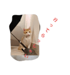 猫のチャオちゃん (My-Chao)（個別スタンプ：11）
