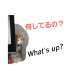 猫のチャオちゃん (My-Chao)（個別スタンプ：14）