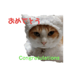 猫のチャオちゃん (My-Chao)（個別スタンプ：15）