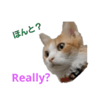 猫のチャオちゃん (My-Chao)（個別スタンプ：18）