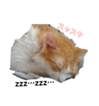 猫のチャオちゃん (My-Chao)（個別スタンプ：19）