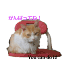 猫のチャオちゃん (My-Chao)（個別スタンプ：22）