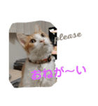 猫のチャオちゃん (My-Chao)（個別スタンプ：23）
