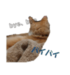 猫のチャオちゃん (My-Chao)（個別スタンプ：27）