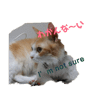 猫のチャオちゃん (My-Chao)（個別スタンプ：28）