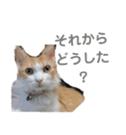 猫のチャオちゃん (My-Chao)（個別スタンプ：30）