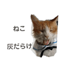 猫のチャオちゃん (My-Chao)（個別スタンプ：31）