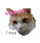 猫のチャオちゃん (My-Chao)（個別スタンプ：34）