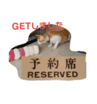 猫のチャオちゃん (My-Chao)（個別スタンプ：36）