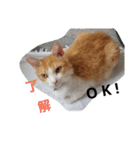 猫のチャオちゃん (My-Chao)（個別スタンプ：37）