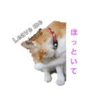 猫のチャオちゃん (My-Chao)（個別スタンプ：38）