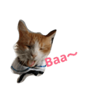 猫のチャオちゃん (My-Chao)（個別スタンプ：40）