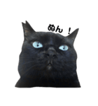 青い目の黒猫タイソン（個別スタンプ：1）