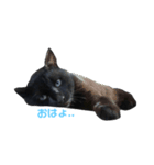 青い目の黒猫タイソン（個別スタンプ：2）