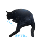 青い目の黒猫タイソン（個別スタンプ：6）