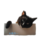 青い目の黒猫タイソン（個別スタンプ：8）