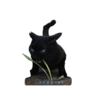 青い目の黒猫タイソン（個別スタンプ：9）