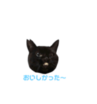 青い目の黒猫タイソン（個別スタンプ：10）