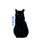 青い目の黒猫タイソン（個別スタンプ：17）