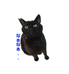 青い目の黒猫タイソン（個別スタンプ：19）
