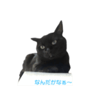 青い目の黒猫タイソン（個別スタンプ：20）
