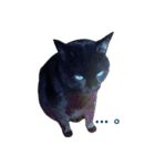 青い目の黒猫タイソン（個別スタンプ：23）