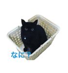 青い目の黒猫タイソン（個別スタンプ：24）