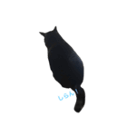 青い目の黒猫タイソン（個別スタンプ：25）