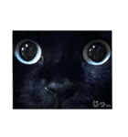 青い目の黒猫タイソン（個別スタンプ：27）