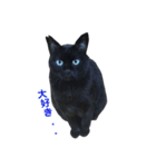 青い目の黒猫タイソン（個別スタンプ：28）