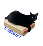 青い目の黒猫タイソン（個別スタンプ：29）