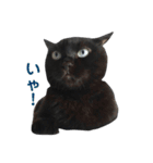 青い目の黒猫タイソン（個別スタンプ：32）
